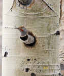 Northern Flicker